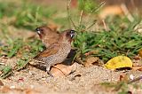 Scaly-breasted Munia